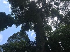 -西双版纳原始森林公园