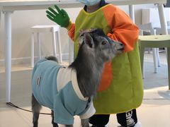 -怪兽屋·羊驼·猫咖·狗咖(俊华广场店)