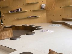-飞行喵MR PILOT|猫舍·猫咖(静安大融城店)