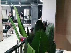 点击看大图 -苑苑发型设计