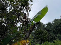 -南靖田螺坑土楼群景区