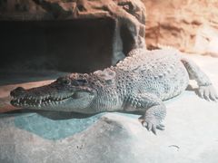 -上海大自然野生昆虫馆