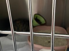 -嘉馨宠物医院·CT影像转诊·心脏科·犬猫全科诊疗中心(下沙大学城院区)