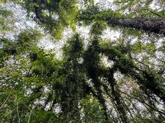 -昆山城市生态森林公园