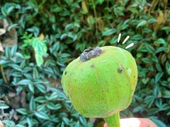 -莫里热带雨林景区