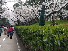 -武汉大学-樱园