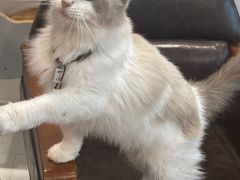 -楼上猫咖(罗湖店)