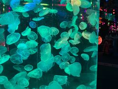 -正佳极地海洋世界