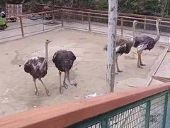 -栾川竹海野生动物园