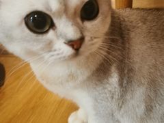 -滚猫咖啡·猫咖·猫友好撸猫(未来城店)