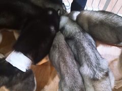 -Husky Go! 哈士奇体验馆·宠物咖啡厅狗咖