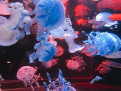 -烟台海昌鲸鲨海洋公园