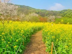 -苏州上方山国家森林公园