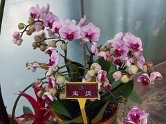-郑州植物园