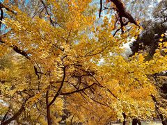 -上海共青森林公园