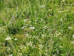-扁都口生态休闲旅游区