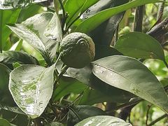 -苏州文庙(姑苏区)