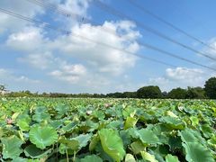-梁鸿国家湿地公园