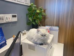 -御宝贝·A梦猫科宠物医院(国际猫友好医院)