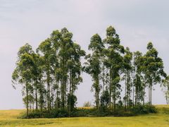 -空港花田景区
