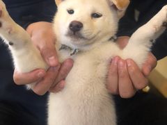 -柴犬小屋·柴餐厅·狗咖食堂(金鼎广场店)