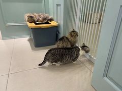 -安格丽娜·狗咖·猫咖羊驼咖(春熙路百盛商场店)