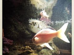 iphone_upload_pic-凯莉-塔尔敦海洋生物水族馆