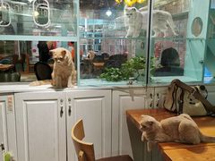-猫小院猫主题餐厅(三里屯店)