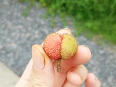 -塘栖枇杷特色园区