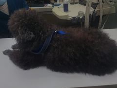 -宠物星动物医院·眼科·异宠·猫科(江南大道总院)