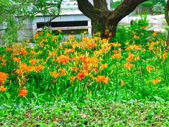 -长春市南湖公园