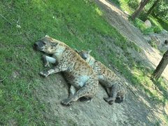 -北京野生动物园