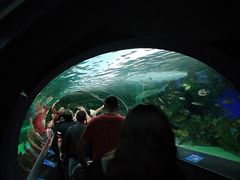 -瑞普利水族馆