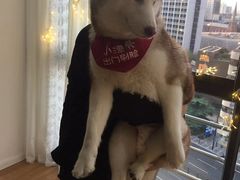 -Husky Go! 哈士奇体验馆·宠物咖啡厅狗咖