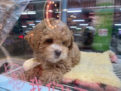 -FAELING PETS美天灵宠物(合生汇店)