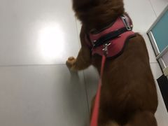 -北京观赏动物医院·24小时大型综合·猫专科·异宠专科