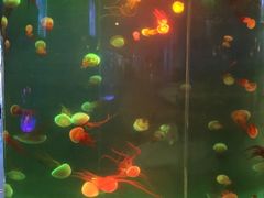 -左海海底世界