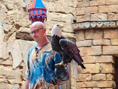 -奥兰多迪士尼动物王国乐园