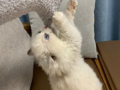 -小猫来了·猫舍(红山六九七九店)