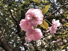 -同济大学本部学苑饮食广场