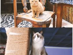 -喵屿·大理花园猫咖