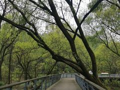-西湖风景区-江洋畈生态公园