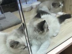 -屋虎猫馆(宝安大仟里店)
