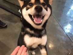 -PETKIT 小佩宠物·低压洗护·美容·寄养(安远店)