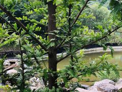 -白水寺森林公园