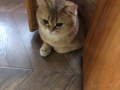 -蓝鲸·缅因猫舍