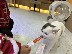 -喵园·猫主题咖啡厅·撸猫·猫咖(国贸店)