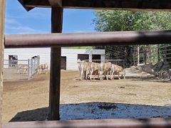 -青藏高原野生动物园