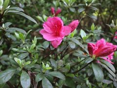 -杭州植物园
