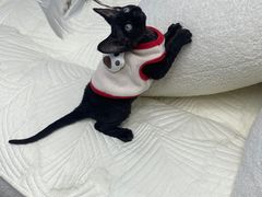 -猫十亿·布偶金渐层·曼基康矮脚猫舍(青年路店)